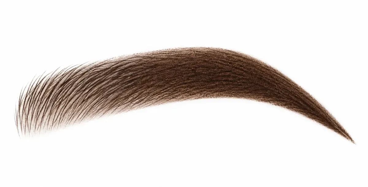 Illustration einer Augenbraue mit Combo Brows, Härchen und Schattierung
